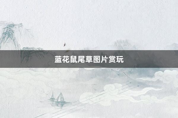 蓝花鼠尾草图片赏玩