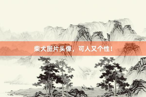 柴犬图片头像，可人又个性！